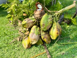 Um coco aberto se destaca, com suas folhas verdes vibrantes. Ao fundo, o bosque aparece desfocado,...