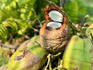 Um coco aberto se destaca, com suas folhas verdes vibrantes. Ao fundo, o bosque aparece desfocado, criando um contraste sereno e harmonioso.


