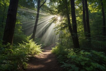 Obraz premium just rays of the sun, making their way from above through the foliage of trees in the forest