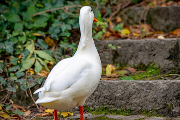Weiße Ente von hinten vor einer Treppe schaut nach oben