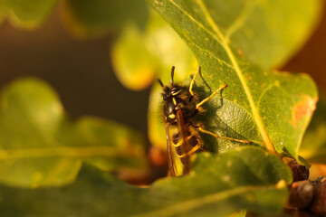 A wasp on a green oak leaf. Macro. Shallow depth of field	