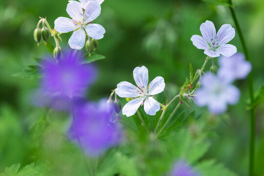 Geranium geranium flowers with different colors blooming on a summer day near Kuusamo, Northern FInland
