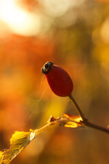 Obraz premium Ripe rosehip berries on a branch in the golden light