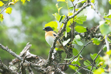 A male Brambling perched in a Birch in a lush forest in Riisitunturi National Park, Northern Finland
