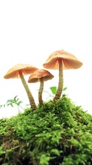 Fototapeta premium Collection of Boletus edulis mushrooms placed on white, isolated view.