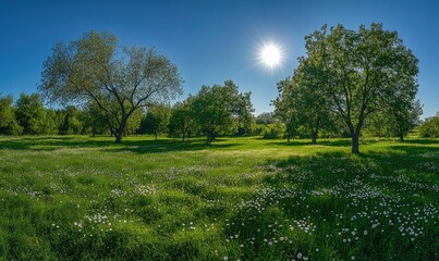 Obraz premium Beautiful, sunny meadow with trees and flowers in spring