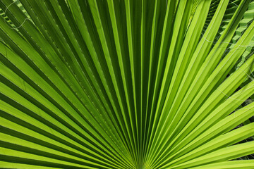 Obraz premium A natural young palm leaf, well lit by the sun and photographed from close range. The structure of the leaf is clearly visible.
