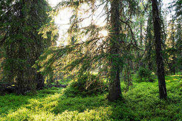 An old-growth coniferous forest with tall Spruce trees on a sunny summer evening in Riisitunturi National Park, Northern Finland
