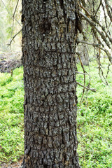 Closeup of a unique Norway spruce with crocodile bark in Riisitunturi National Park, Northern Finland 