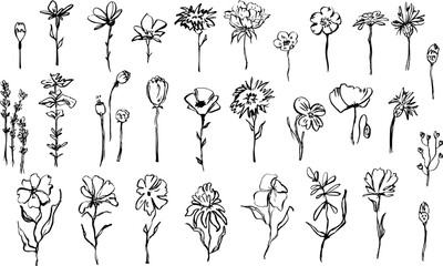 abstract hand drawn ink meadow wildflowers in black color collection