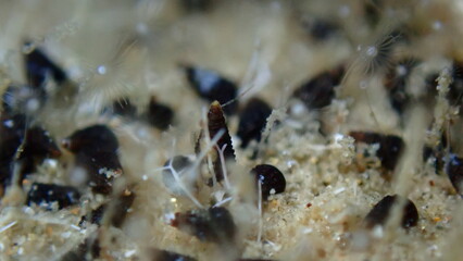 Very small sea snail Cerithiopsis cf. and hydroid (species identification impossible) extreme...