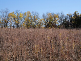 Fototapeta premium Beautiful Fall Scenes at Ernie Miller Olathe KS