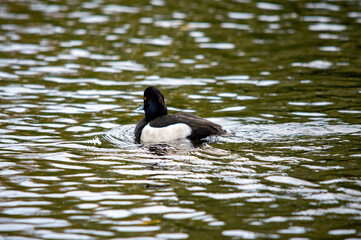 Ente auf dem Wasser