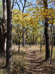 Beautiful Fall Scenes at Ernie Miller Olathe KS