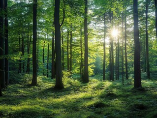 Fototapeta premium serene green forest filled with lush foliage, dappled sunlight filtering through trees, creating a peaceful and calming atmosphere, perfect for reflection and escape