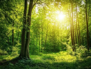 Fototapeta premium serene green forest filled with lush foliage, dappled sunlight filtering through trees, creating a peaceful and calming atmosphere, perfect for reflection and escape