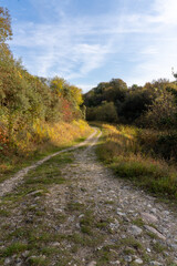 A dirt road with trees on one side