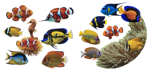 Vibrant Marine Life Featuring Diverse Colorful Tropical Fish  isolated on a white background