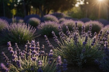 Obraz premium A vast field of a lavender flower
