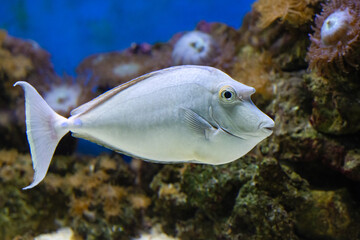 The bluespine unicornfish, Naso unicornis, can grow up to 70 cm