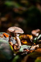 Divercity of wild mushrooms of Mullerthal, Luxembourg's Little Switzerland, hiking routes, rock formations, moss-covered forests, tourist destination in Europe