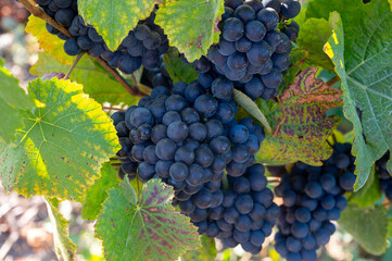 Harvest on grand cru Champagne vineyards, black pinot noir and pinot meunier wine grape in Montagne de Reims, Verzy and Verzenay, Champagne, France in September