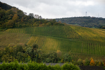 Fototapeta premium Panoramic view of terraced vineyards around Nittel, Rhineland-Palatinate, Germany and views across Moselle River on vineyard hills of Luxembourg near Grevenmacher