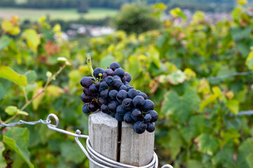 Ripe cluster of pinot meunier wine grapes in autuimn on champagne vineyards in village Hautvillers...