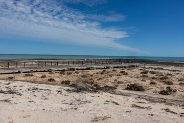 Hamelin Pool Stromatolites. Oldest living microorganisms. 
