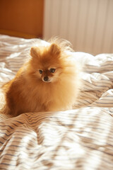 Morning dog. Cute pomeranian getting sunbath in bed. cute sleepy dog in sun rays
