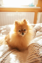 Morning dog. Cute pomeranian getting sunbath in bed. cute sleepy dog in sun rays