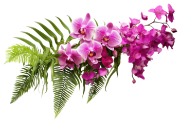 PNG Fern and Vanda orchids flower plant petal.