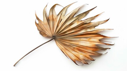 Dried Palm Leaf with Fan-Shaped Structure and a Long Stem