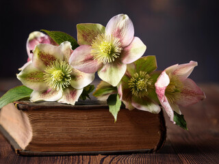 old book with flowers