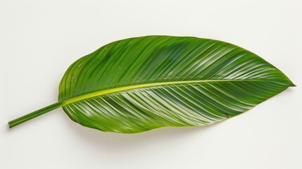 Obraz premium Single Green Leaf with Prominent Veins on White Background