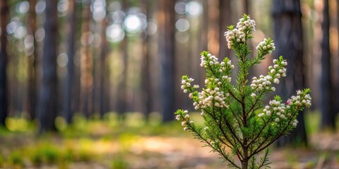 Flowering shrub in pine forest background texture pattern