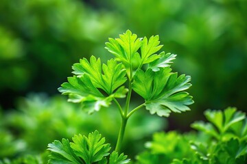 Fototapeta premium Fresh green parsley leaves growing in the garden