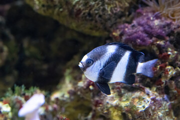 Dascyllus aruanus, known commonly as the whitetail dascyllus.