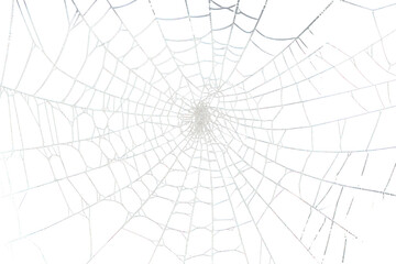 Obraz premium Real Spider web spider invertebrate spider web.