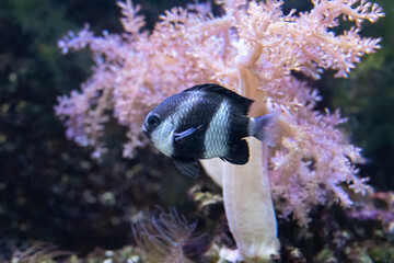 Dascyllus aruanus, known commonly as the whitetail dascyllus.