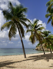 Idyllic tropical beach landscape with coconut palm trees, sea. La Caravelle in Sainte Anne,...
