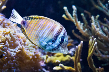 The Red Sea sailfin tang, Zebrasoma desjardinii, is found in the Indian Ocean.