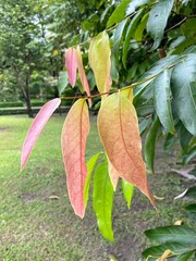 Siamese chaulmoogra leaves are turning pink