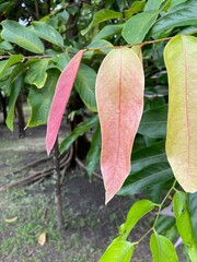 Siamese chaulmoogra trees in a park