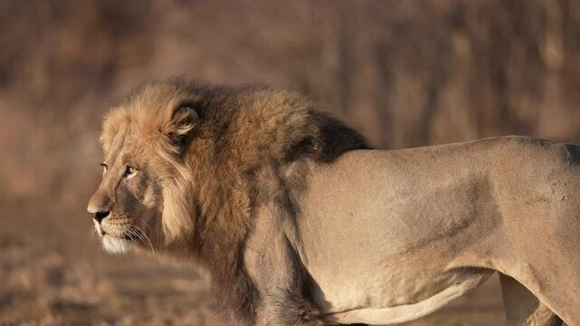 Mature male African Lion (Panthera leo) on the hunt. Slow motion, 25 percent natural speed.