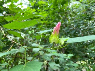 Close-up of pink cotton flower.