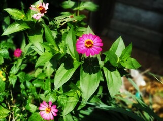 Macro photo of a beautiful flower Zinnia elegans