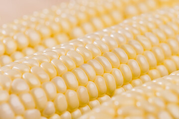 Fresh raw corn cob pattern close up