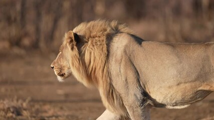 Mature male African Lion (Panthera leo) on the hunt. this is a big mature lion in afternoon light. Slow motion, 25 percent natural speed.