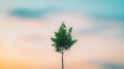 lone tree against a colorful sky at sunset